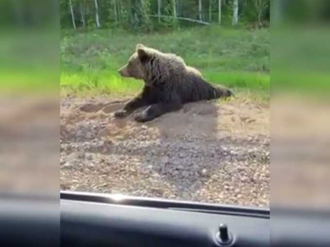 В Уфе медведь вышел прямо на улицы города